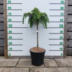 Céder Himalájsky (Cedrus deodara) ´FEELIN BLUE®´ - výška 50-60 cm, ø 40-50 cm, kont. C7L - NA KMIENKU